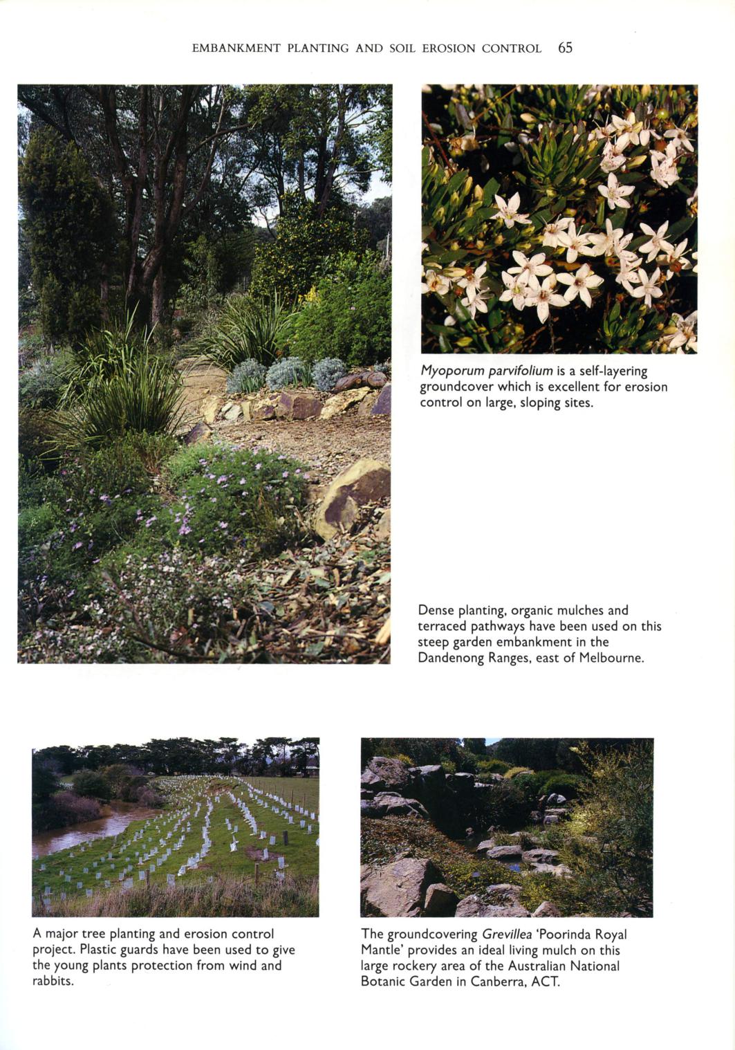 Gwen Elliot's Australian Garden