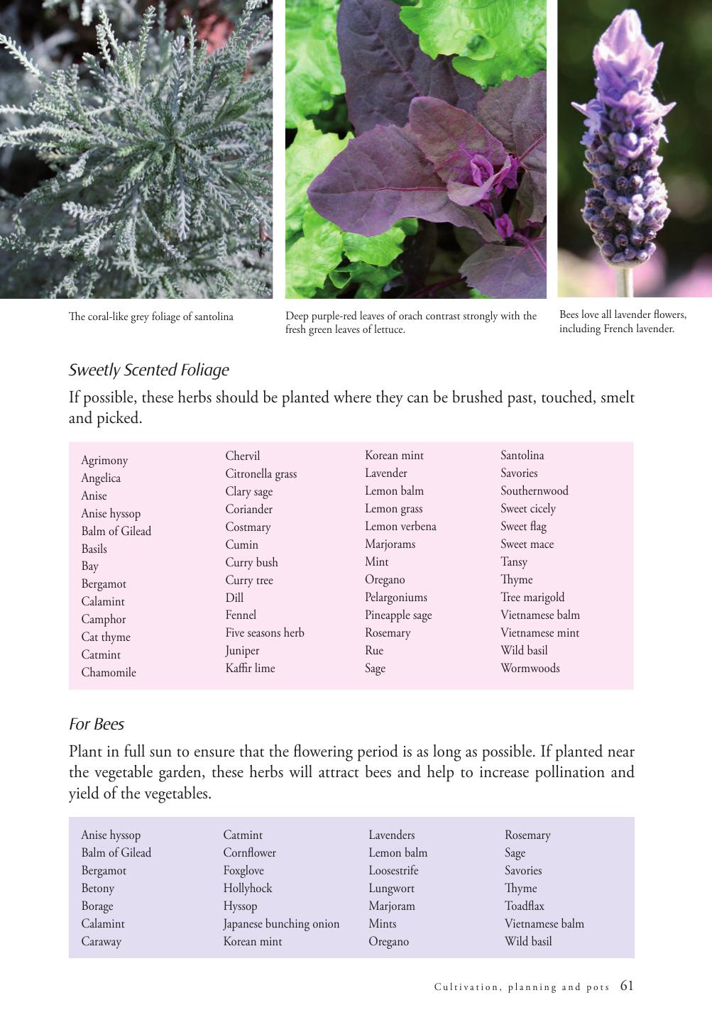Herbs for Australian Gardens 3rd Edn