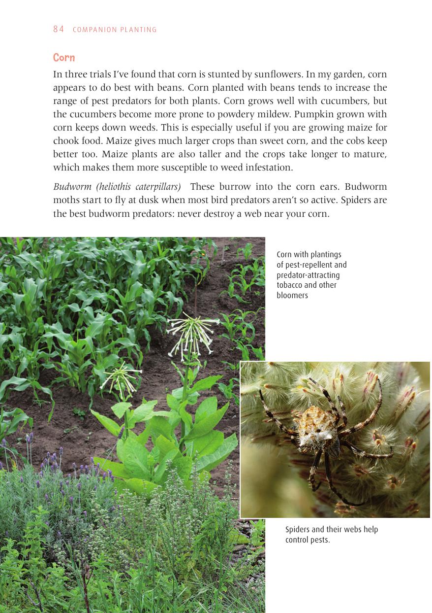 Jackie French's Guide Companion Planting